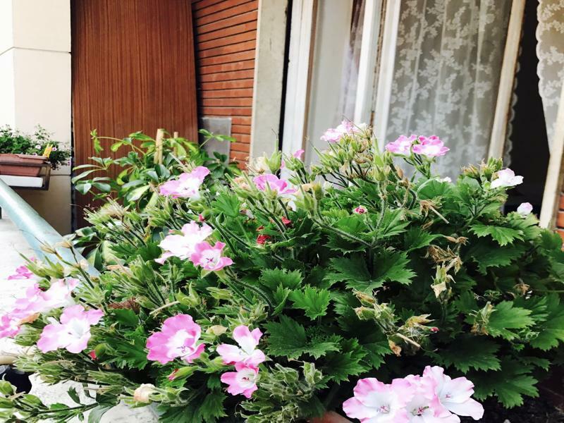 Pardis Guest House 罗马 外观 照片